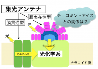 植物が光を集める仕組み〜チョコミントアイスに隠された光合成生物の秘密〜