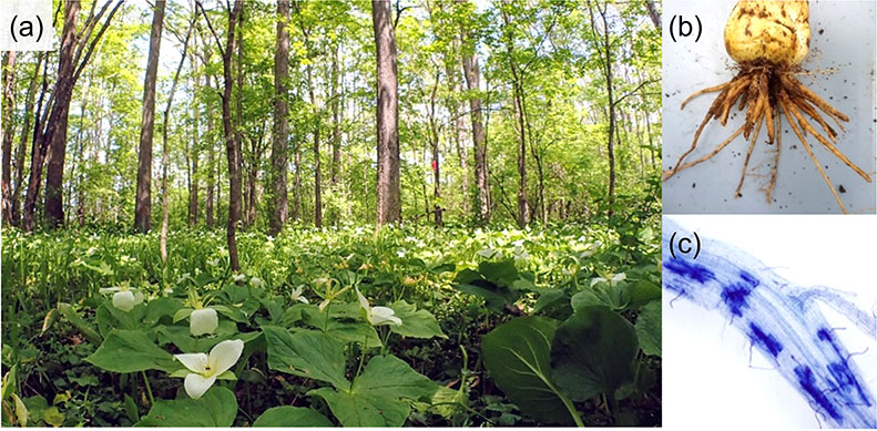 夏緑樹林（a）に生育する植物には、根が太く、ほとんど枝分かれしないものが多く見られます（b）。このような植物は菌根菌と密接に共生しており（c）、栄養分の獲得を菌根菌に強く依存していると考えられています。