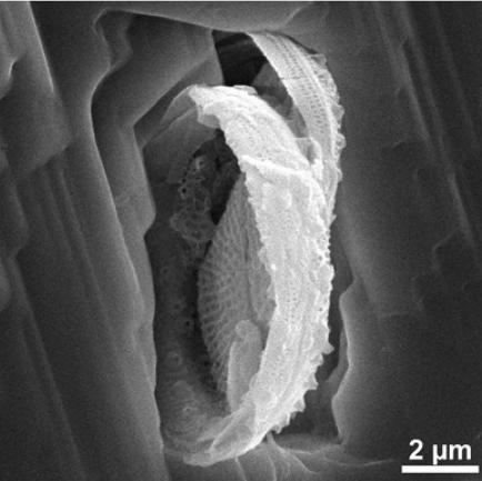 メッシニアン期の石膏に閉じ込められたナノサイズの浮遊性珪藻類｜山形大とトリノ大学共同研究