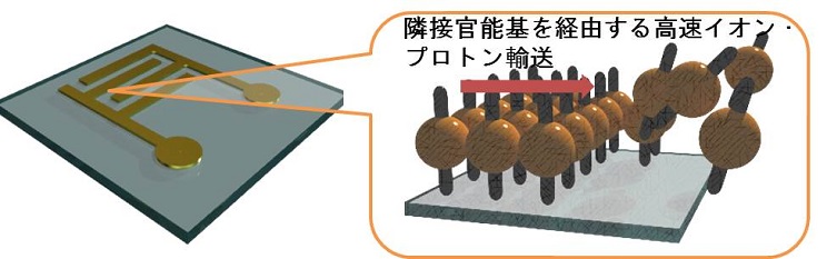 分子の濃縮・積み木・結晶化による高速イオン・プロトン輸送