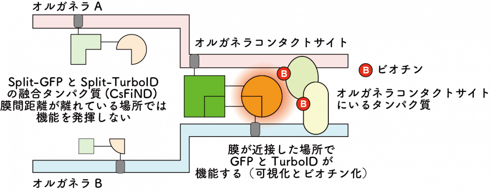 オルガネラコンタクトサイト研究を加速させる実験ツールの開発